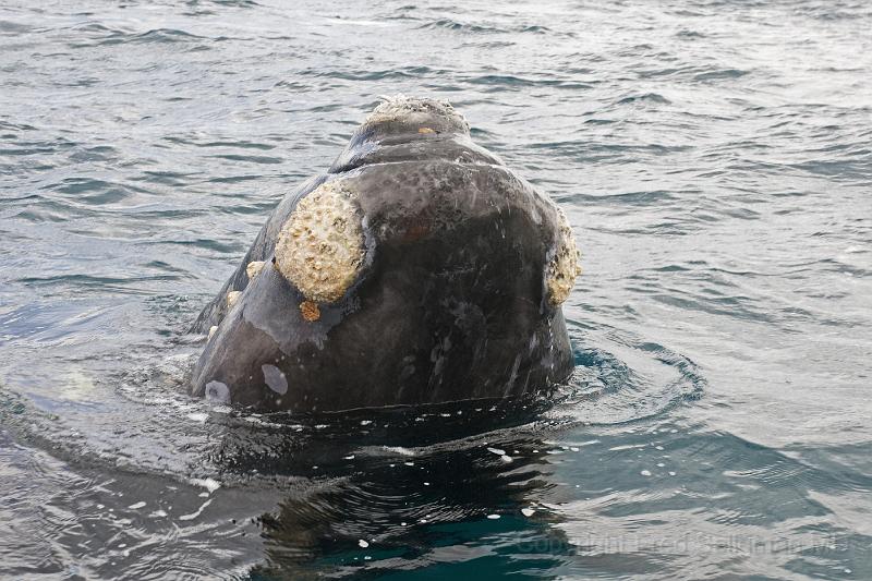 20071209 152206 D200 4200x2800.jpg - Right whale at Puerto Piramides, Argentina